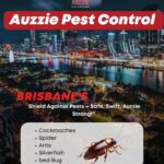 termite treatment in Brisbane