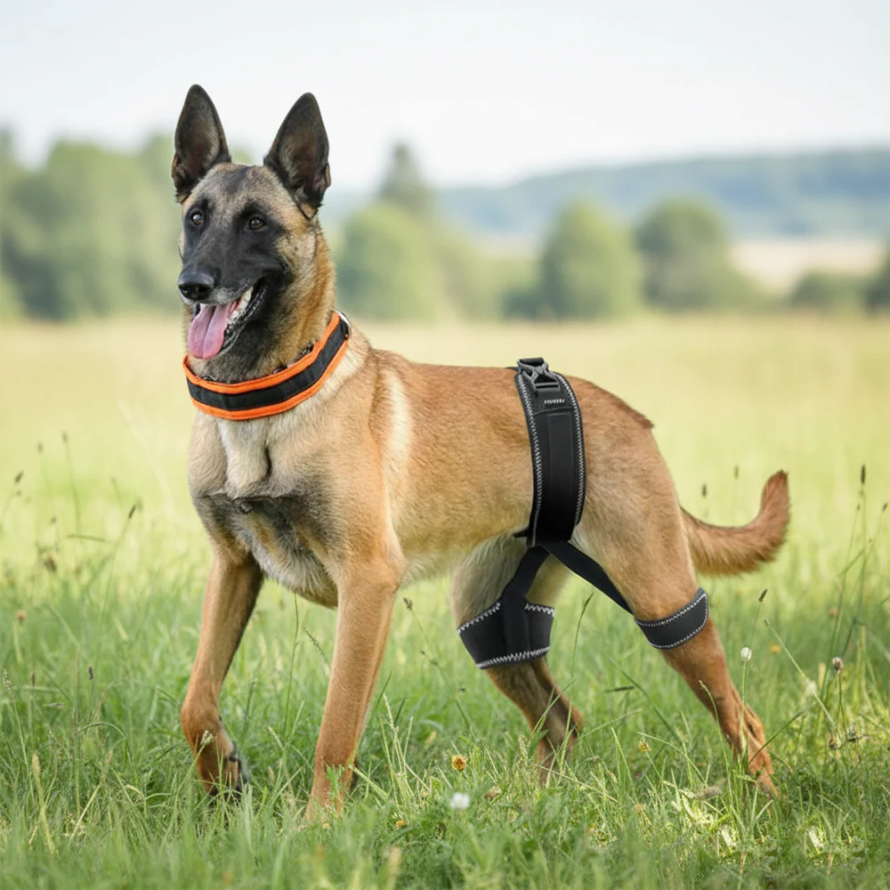 Tired of Tug of War Walks Meet the Leash That Changing the Game for Dog Owners