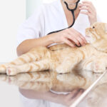 How a Spinal Injury Can Affect Your Dog’s Back Legs and Mobility