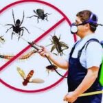 Termite control treatment services in Lahore