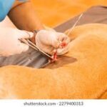 What to Do If Your Pet Gets into Poisonous Foods or Chemicals