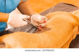 What to Do If Your Pet Gets into Poisonous Foods or Chemicals