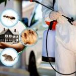 Termite Control Service in Lahore