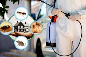Termite Control Service in Lahore